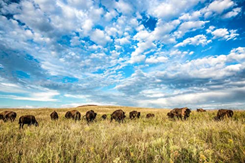 Западна фотография, Принт (без рамка), Изображението на стадото биволи под Голямото Синьо небе на Високопланинско прерията