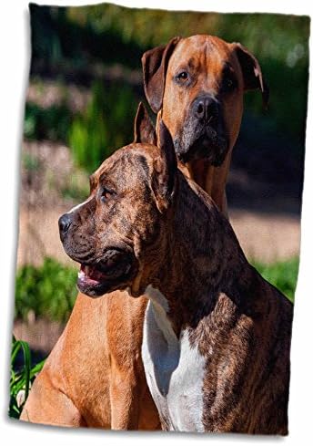 3. Куче от породата Данита Делимон - Два американски стафордшир кърпи (twl-230339-3)