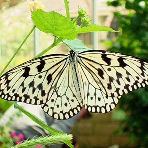 Черно-бяла Пеперуда - Завернутая В Платното за Печат В стил Фотоискусства 12 x12