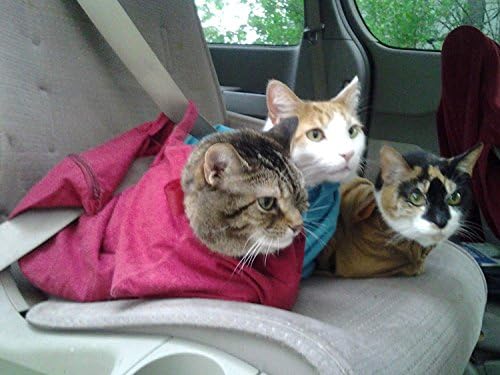 Втулки за пренасяне на домашни любимци Котка в чантата Acci-Don ' t Опаковка от 4 Абсорбираща Лепило за еднократна употреба