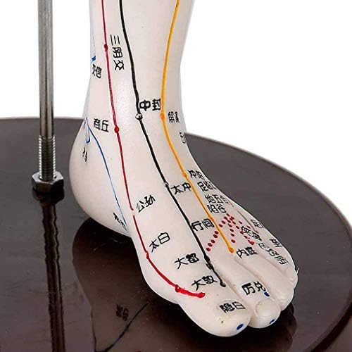 Мъжки модел LIUSHI Acupuncture - Модел за Акупунктура - Модел на Човешкото Меридиан, Акупунктурная точка, Височина 50 см