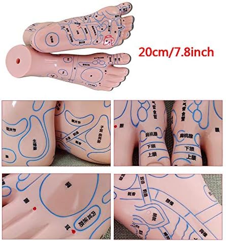 Анатомическая модел акупунктура KH66ZKY за мъже и жени - Модел акупунктура - с точки за акупунктура, включва Ръцете, Краката, ушите,