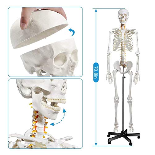 Анатомическая модел на човешкия скелет breesky - Медицински модел на Човешкия Скелет в Реален размер с нервната система 70,8 инча с Подвижна поставка за медицински изсл?
