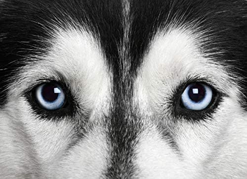 Добавка за очи за кучета I LOVE MY PETS ООД - Комплекс за здравето на очите за кучета - Формула премиум клас- Препоръчва