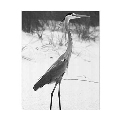 Черно-бяла Чапла, стоящи върху Пясъка на плажа, 16x20 Матиран Платно, Натянутый в рамка, готов за вывешиванию Оригиналната снимка