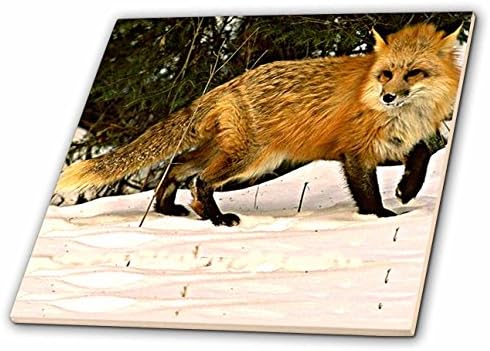 3dRose Red Fox-теракот, 4 инча (ct_771_1)