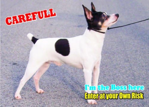 Внимание - Пазете се / Забавен Знак на Кучето Играчка Фокстерьер Куче за вашия дом SF2243 Размер A4