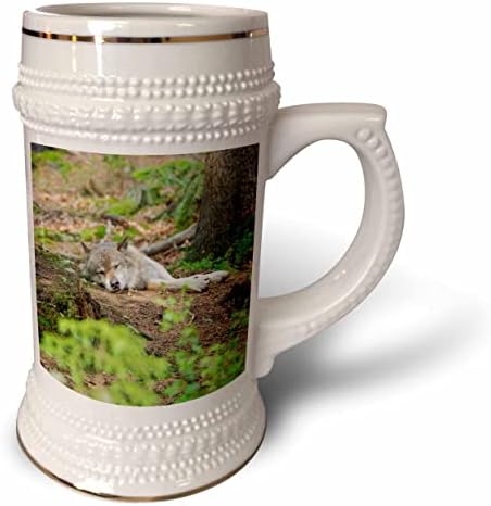 3dRose Евразийски вълк, Баварската гора, птицеферма, Германия - чаша за стейна на 22 унция (stn-366465-1)
