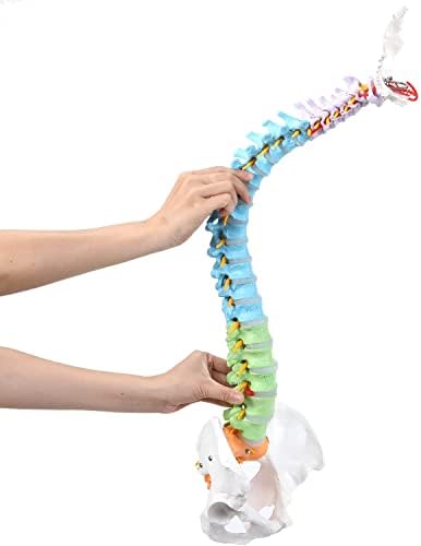 Цветен модел на човешкото гръбначния стълб XKiss, 34 Модел на гръбначния стълб в реален размер, Гъвкав модел на гръбначния